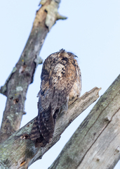Nyctibius griseus