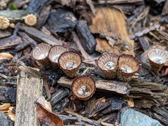 Cyathus striatus