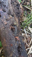 Dendrostilbella prasinula