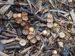 Cyathus striatus