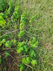 Malvaviscus arboreus