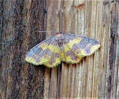 Lophosis labeculata