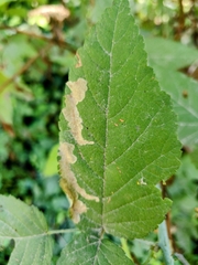 Coptotriche splendida