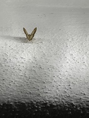 Erastria decrepitaria