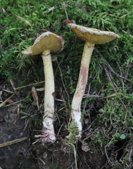 Suillus sibiricus