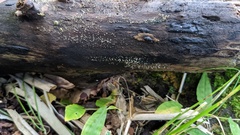 Dendrostilbella prasinula