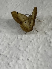 Erastria decrepitaria