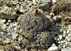 Coryphantha sulcata