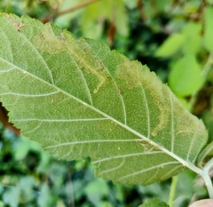 Coptotriche splendida