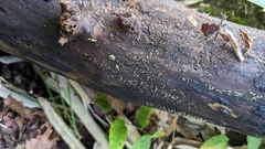 Dendrostilbella prasinula