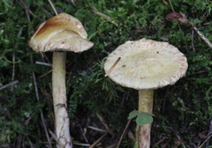 Suillus sibiricus