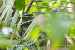 Actenoides concretus