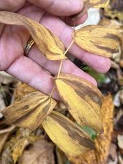 Uvularia grandiflora
