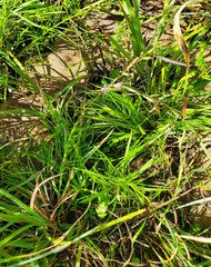 Liatris microcephala