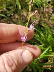 Liatris microcephala