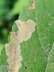 Coptotriche splendida