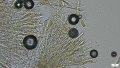 Dendrostilbella prasinula