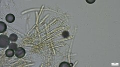 Dendrostilbella prasinula