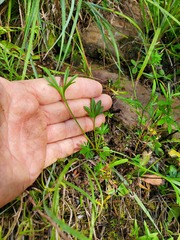 Viola pedata