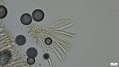 Dendrostilbella prasinula