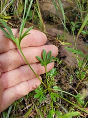 Viola pedata