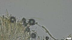 Dendrostilbella prasinula