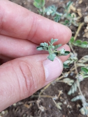 Kallstroemia parviflora