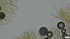 Dendrostilbella prasinula