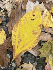 Sassafras albidum