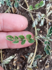 Kallstroemia parviflora