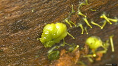 Dendrostilbella prasinula