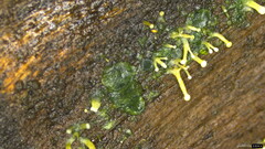 Dendrostilbella prasinula