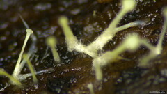 Dendrostilbella prasinula