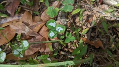 Porphyrosela minuta