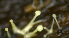 Dendrostilbella prasinula