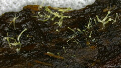 Dendrostilbella prasinula