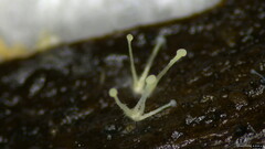 Dendrostilbella prasinula
