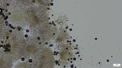 Dendrostilbella prasinula