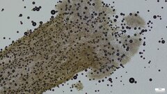 Dendrostilbella prasinula