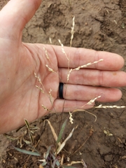 Panicum hallii