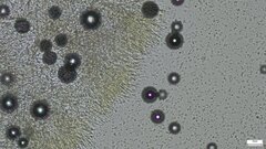 Dendrostilbella prasinula