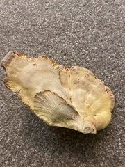 Laetiporus gilbertsonii