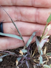 Panicum hallii