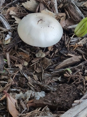 Agaricus californicus