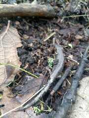 Caudata