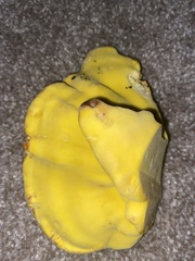 Laetiporus gilbertsonii