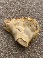 Laetiporus gilbertsonii