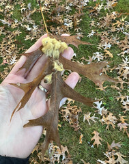 Callirhytis infuscata