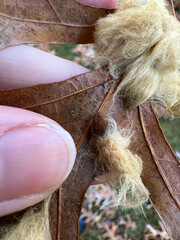 Callirhytis infuscata