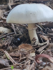 Agaricus californicus
